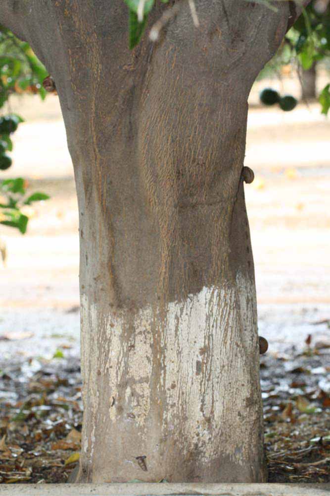            Bark (Riverside, CA)   